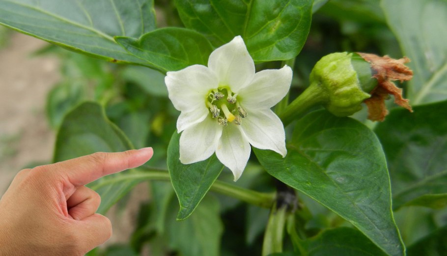 Перец растение раскраска