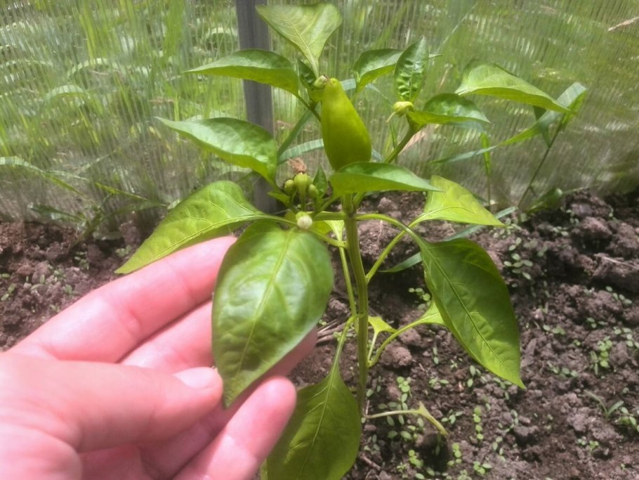 Пасынкование рассады перца