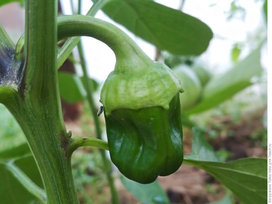 Пикировка Горького перца