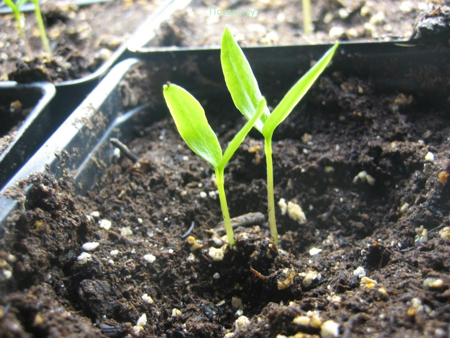 Семена гороха проклюнулись