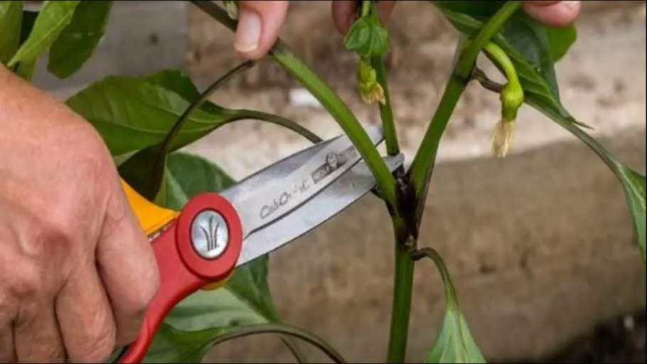 ПУСТОЦВЕТ на перце