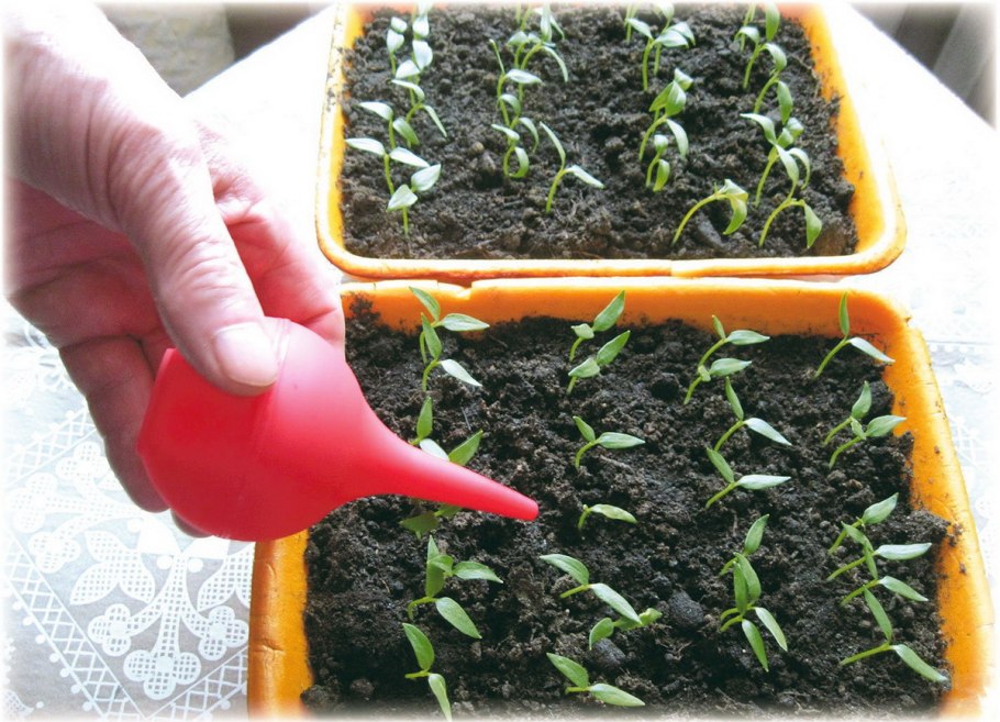 Сладкий перец рассада