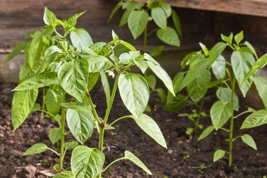 Во что распикировать рассаду перца