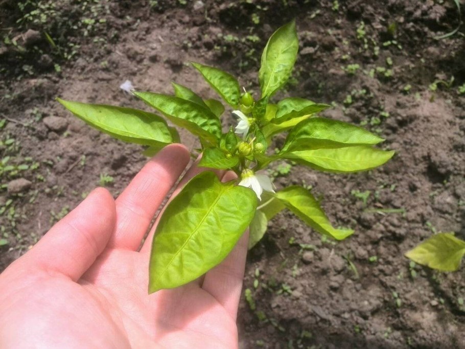 Стрик рассады перца