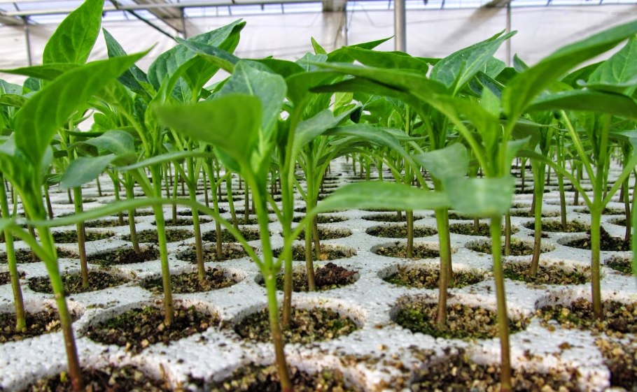 Этапы роста перца