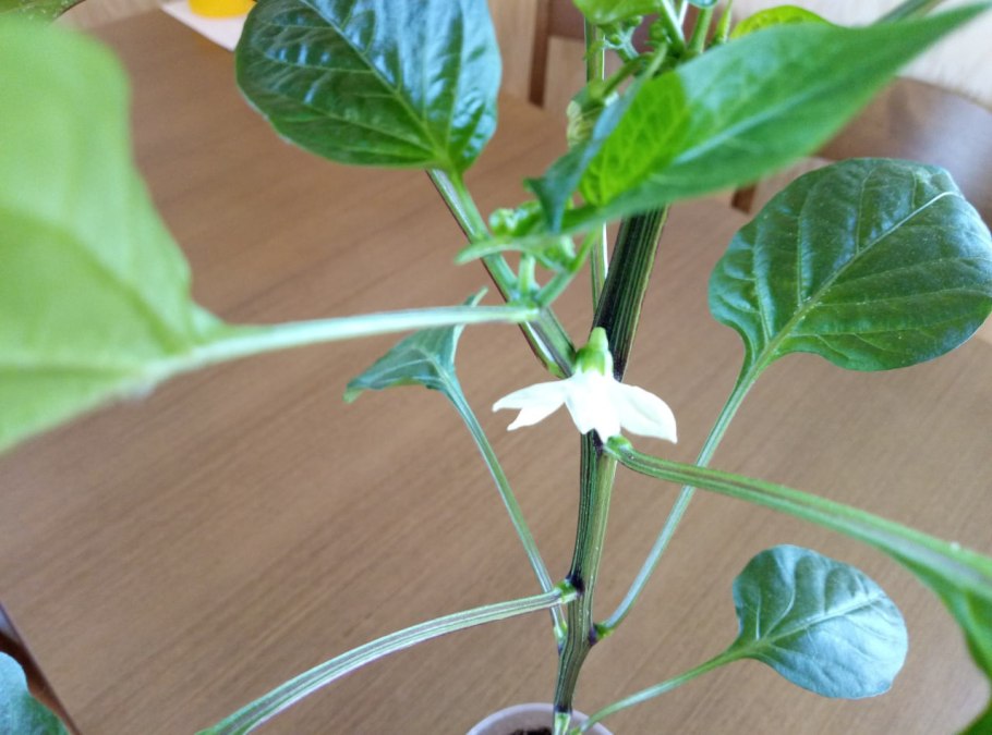 Что такое Королевский бутон на перце