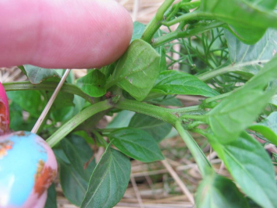 Сколько коронных цветков у перца