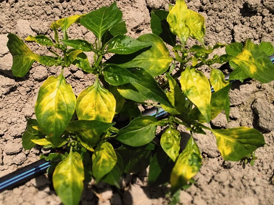 Строение рассады томата