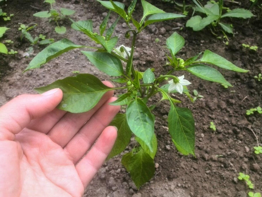 Стадии развития перца