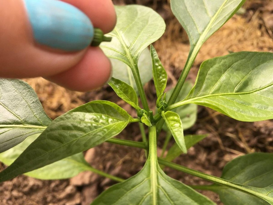 Этапы роста перца