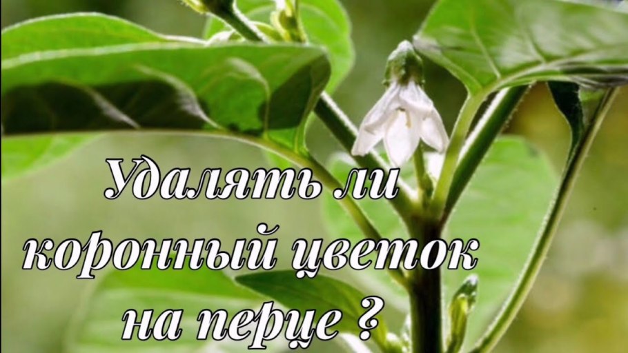 Стадии роста перца