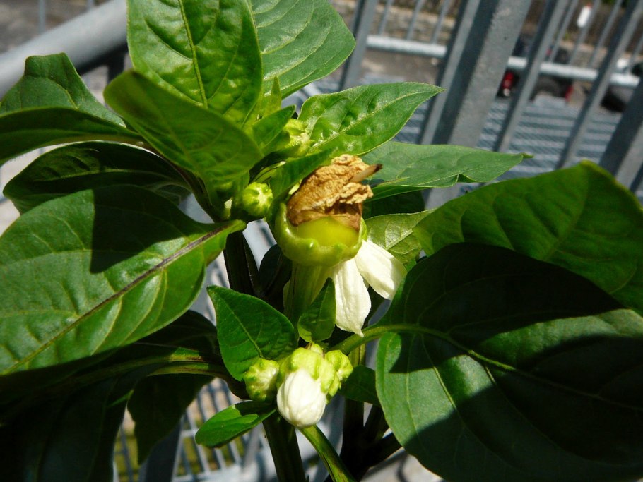 Всходы фасоли