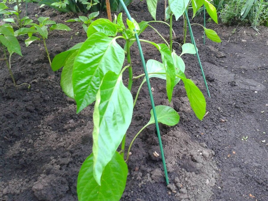 Перебор с просадкой растений