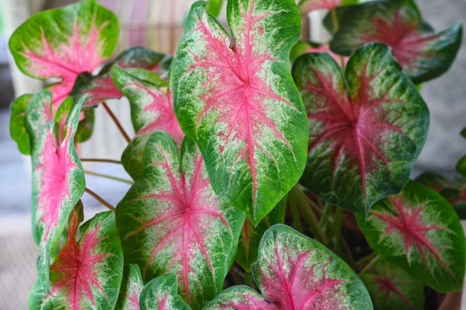 Каладиум Pink Beauty