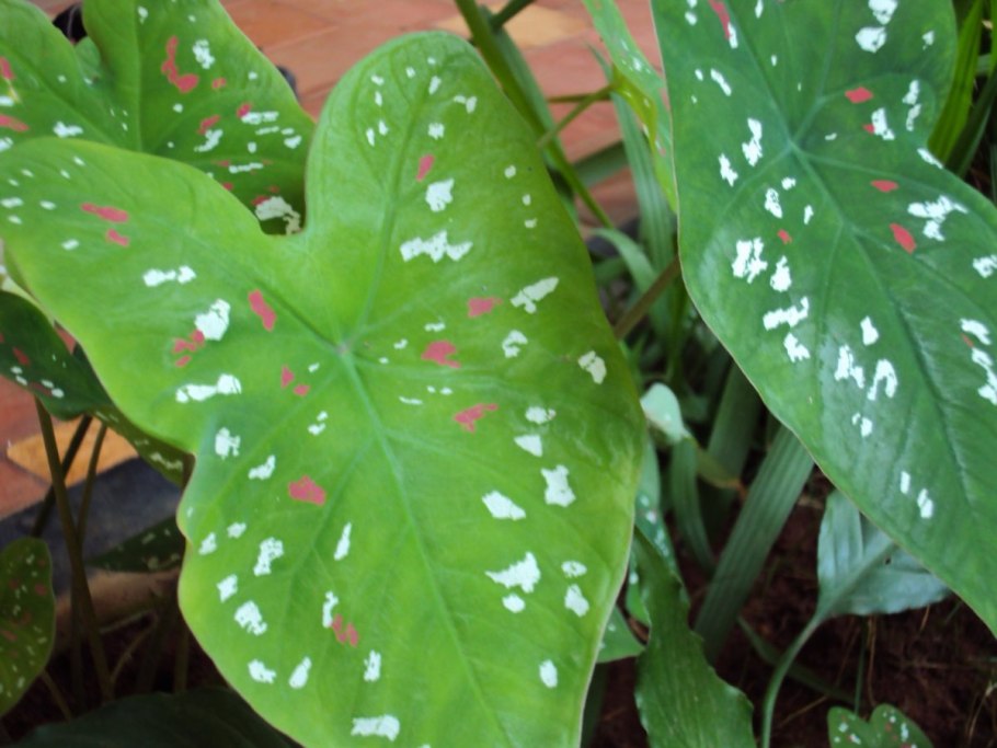 Caladium Casey