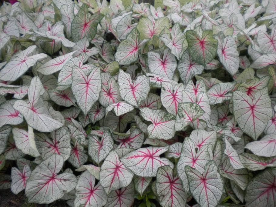 Каладиум цветет