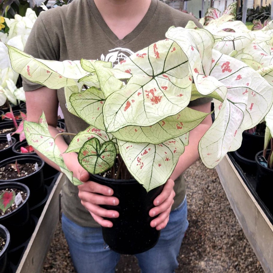 Каладиум Аарон