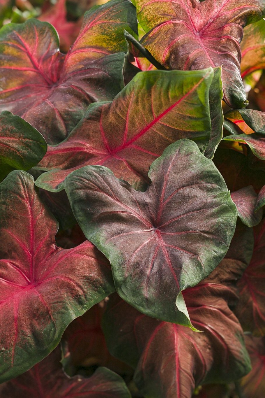 Каладиум Florida Fantasy