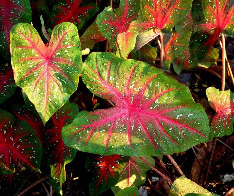 Каладиум белый звездопад