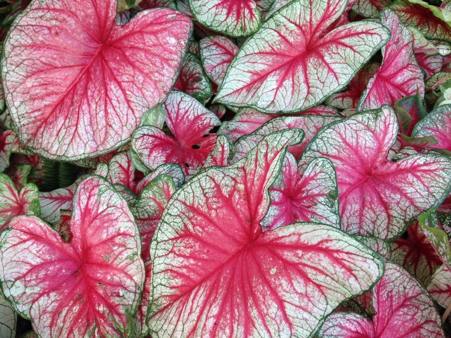 Каладиум Гумбольдта - Caladium humboldtii