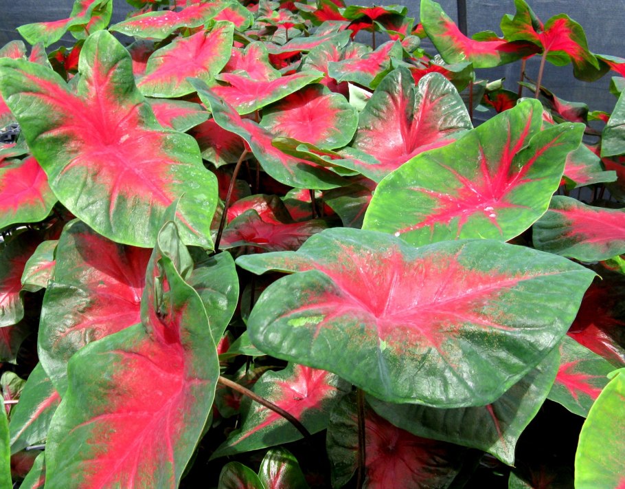Caladium seguinum растение
