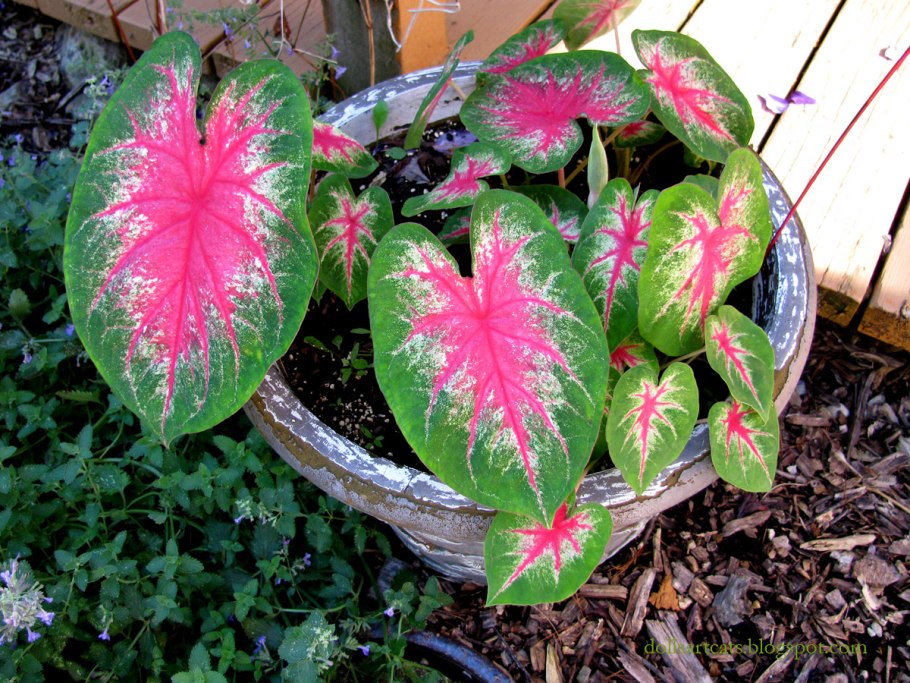 Каладиум цветок