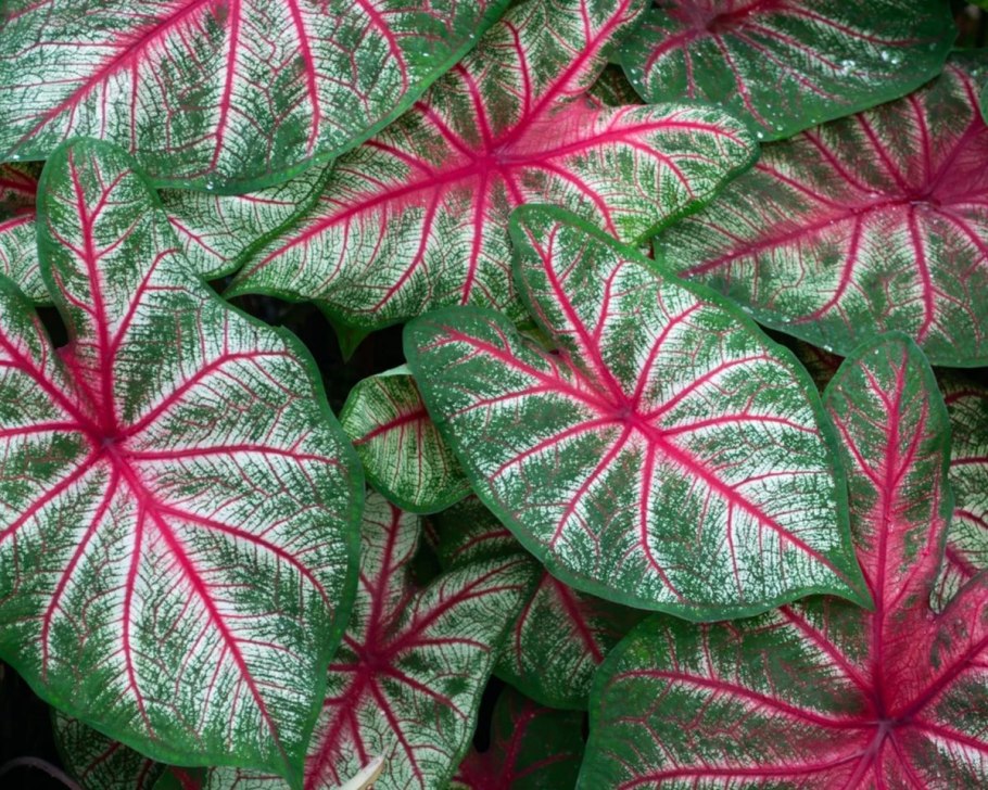 Каладиум Каролина