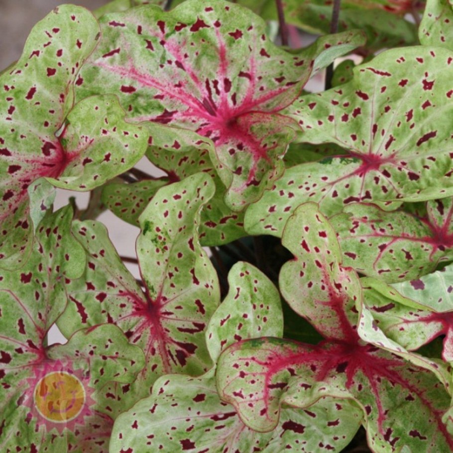 Каладиум Виолацеум