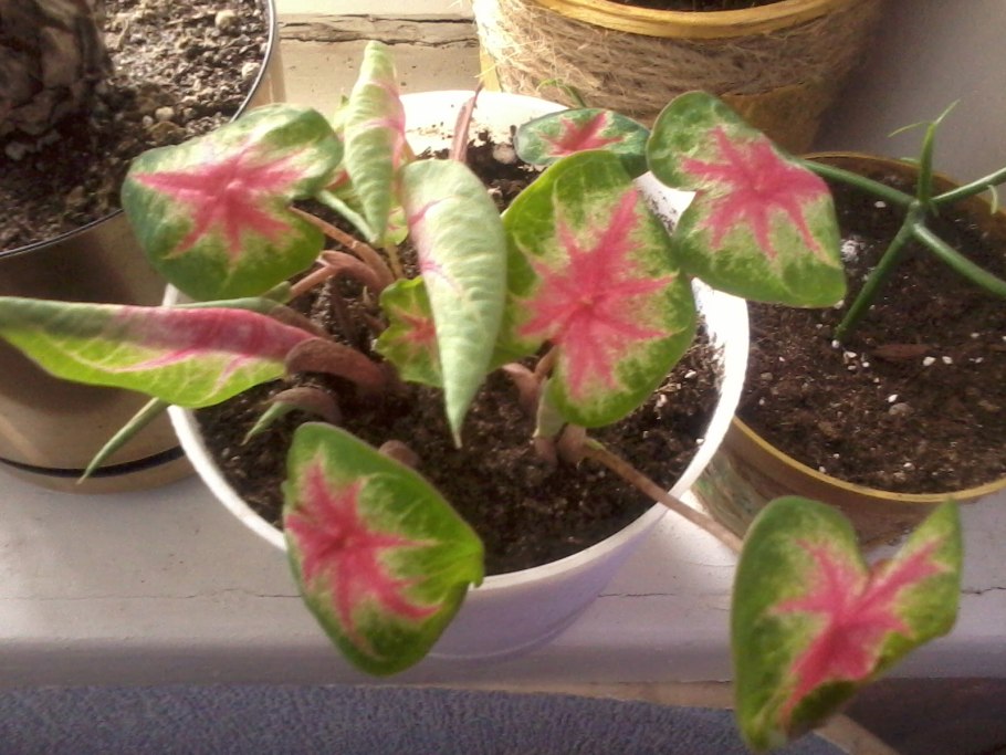 Растение каладиум