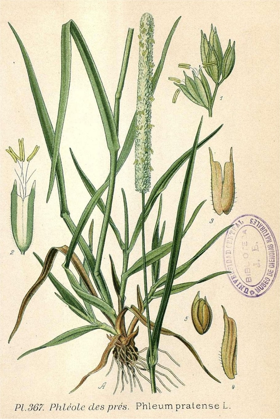 Дикорастущие злаковые растения