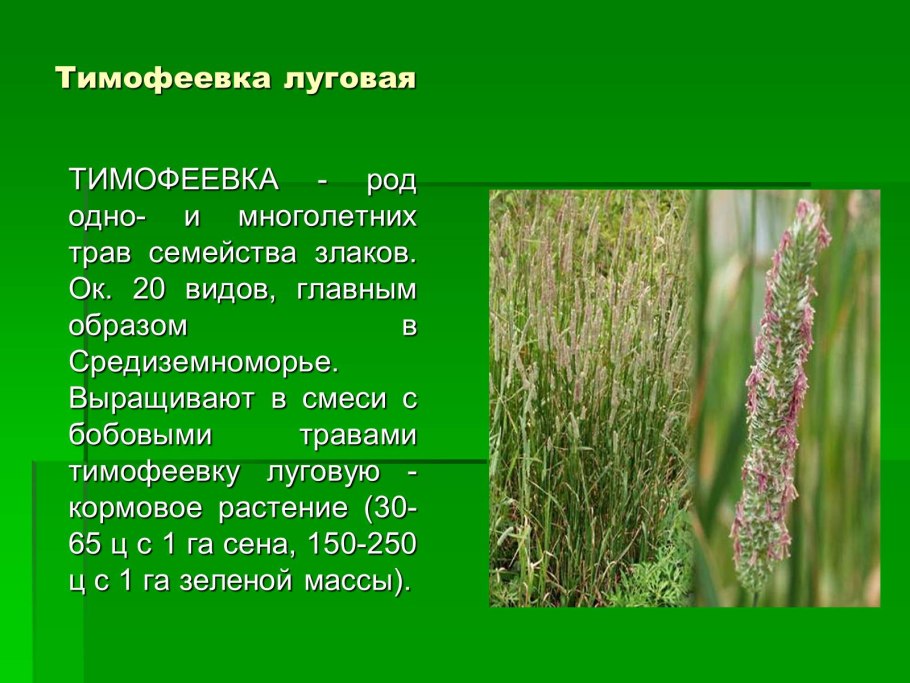 Кормовые растения Луга Тимофеевка