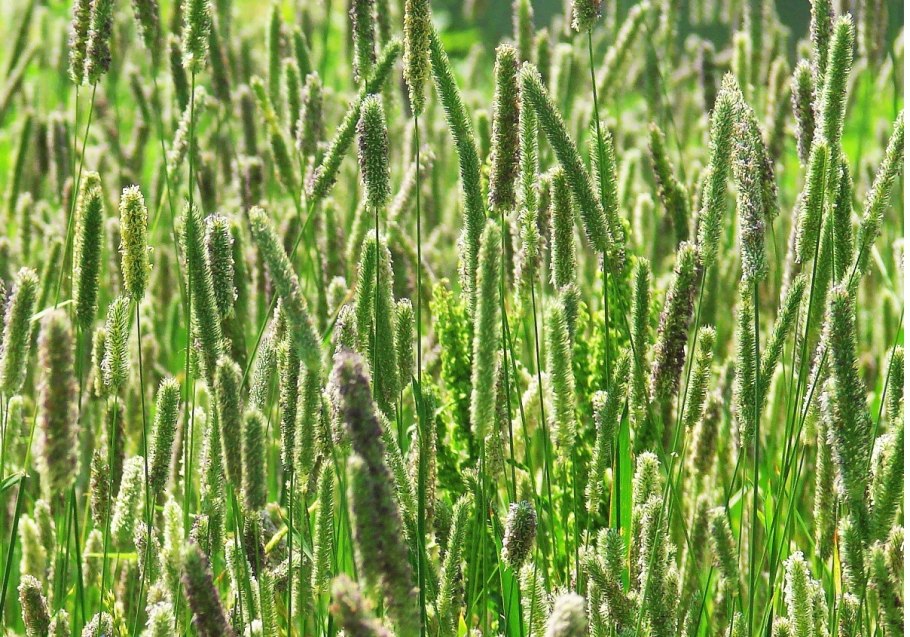 Тимофеевка Луговая Phleum pratense l.