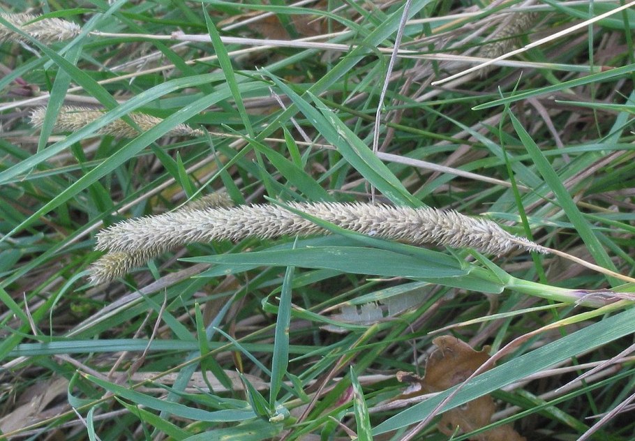 Тимофеевка Луговая раскраска