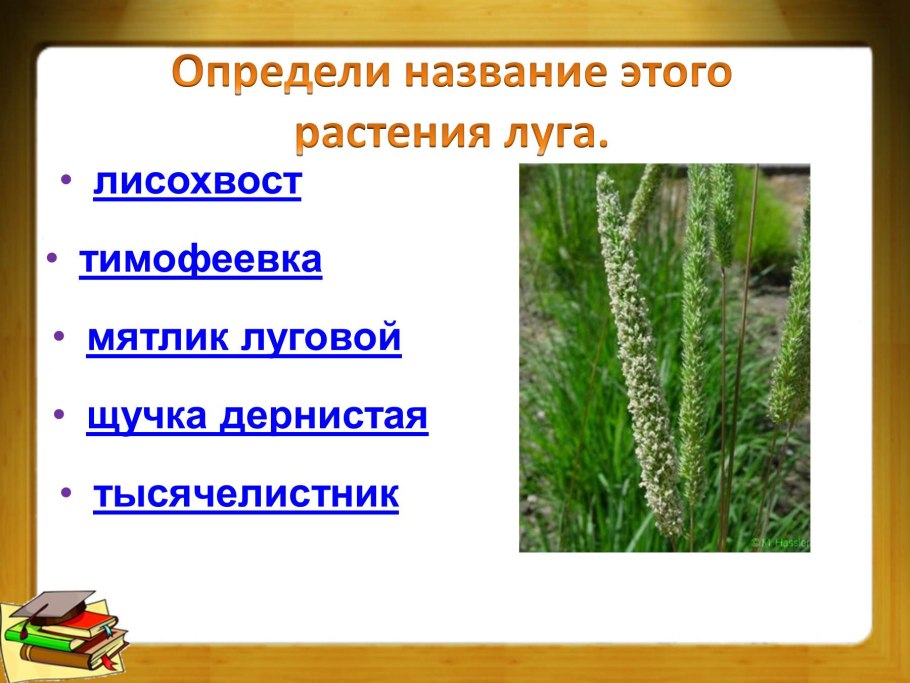Phleum bertolonii DC