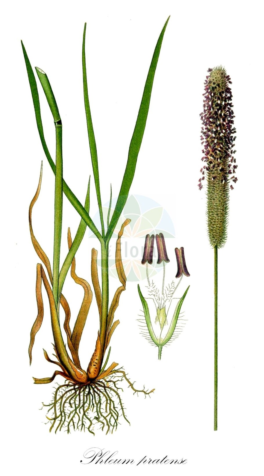 Растения Луга 4 класс Лисохвост