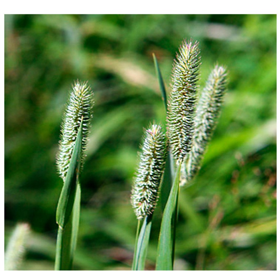 Тимофеевка Луговая строение