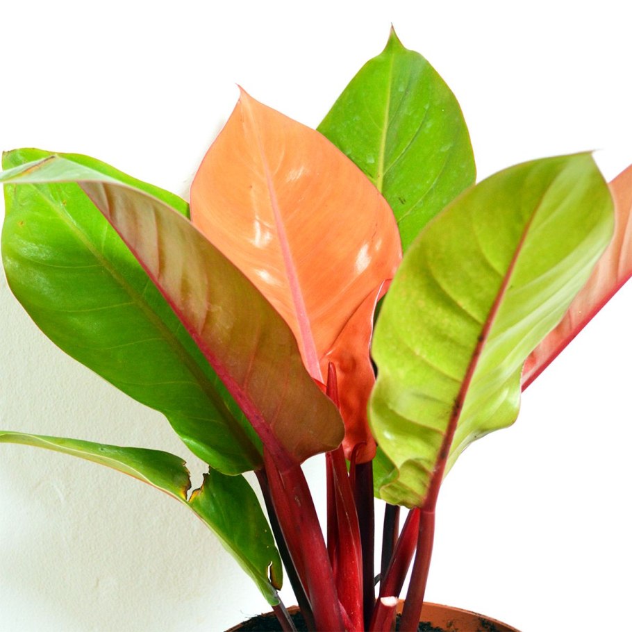 Филодендрон оранжевый принц