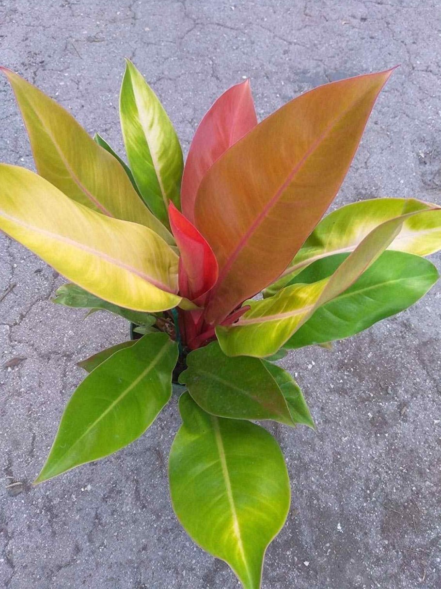 Филодендрон billietiae Orange