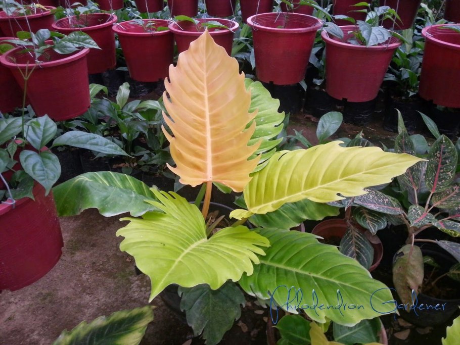 Филодендрон принц оранж