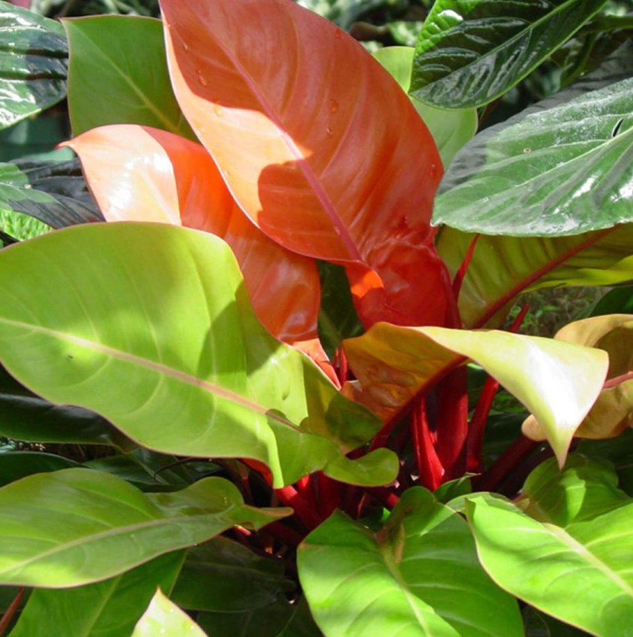 Филодендрон принц оранж размножение