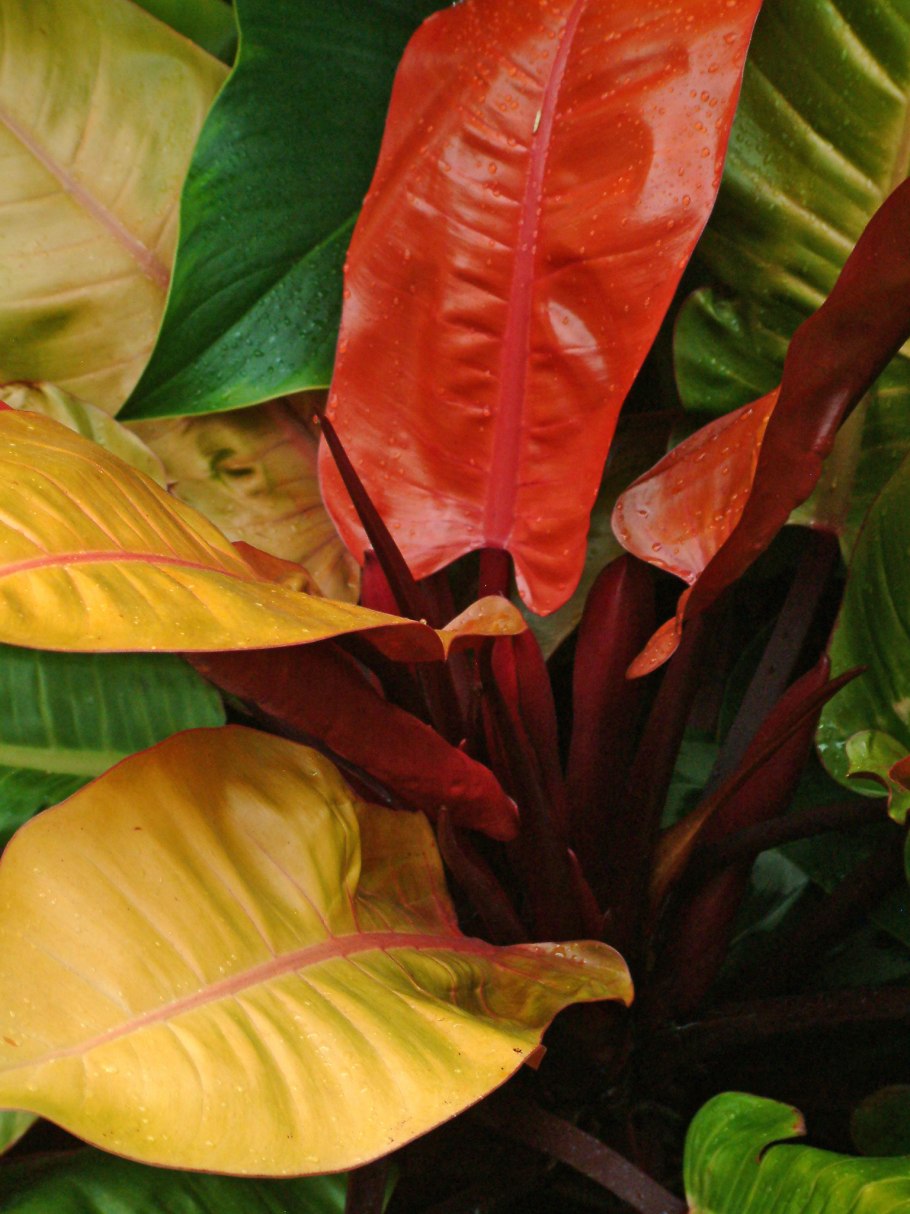 Филодендрон Prince of Orange