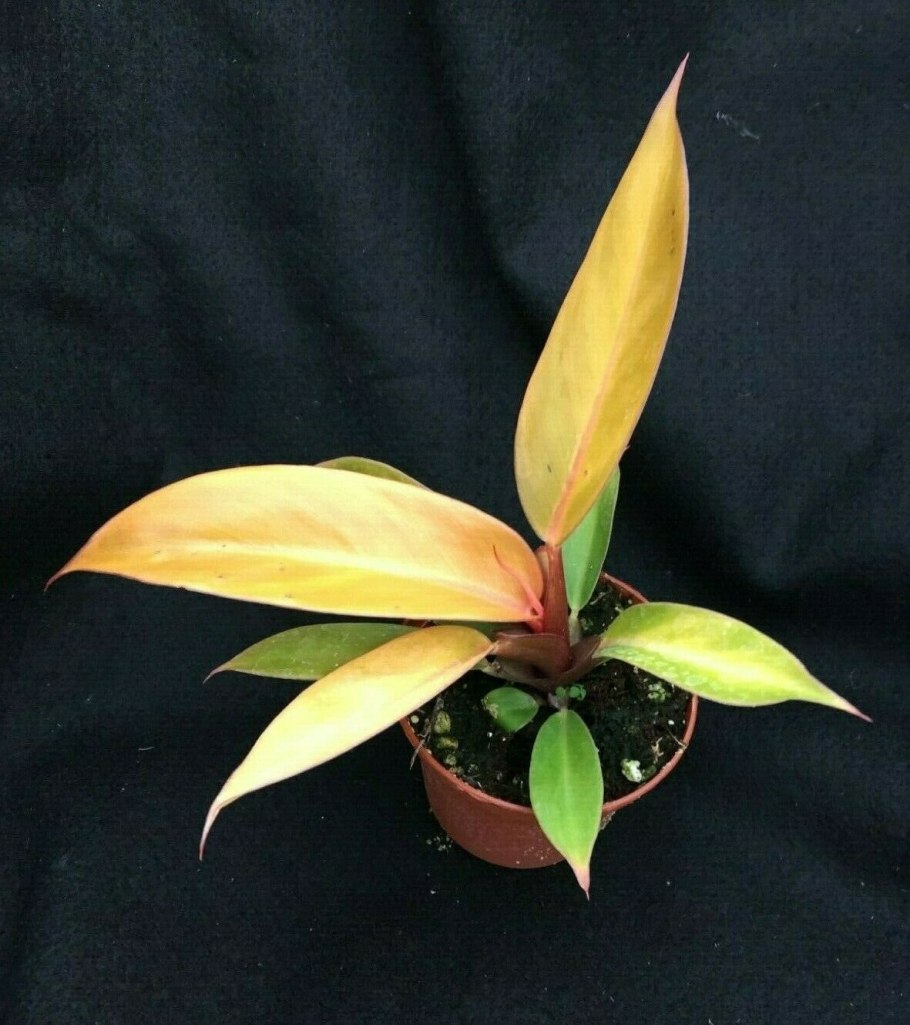 Филодендрон Prince of Orange