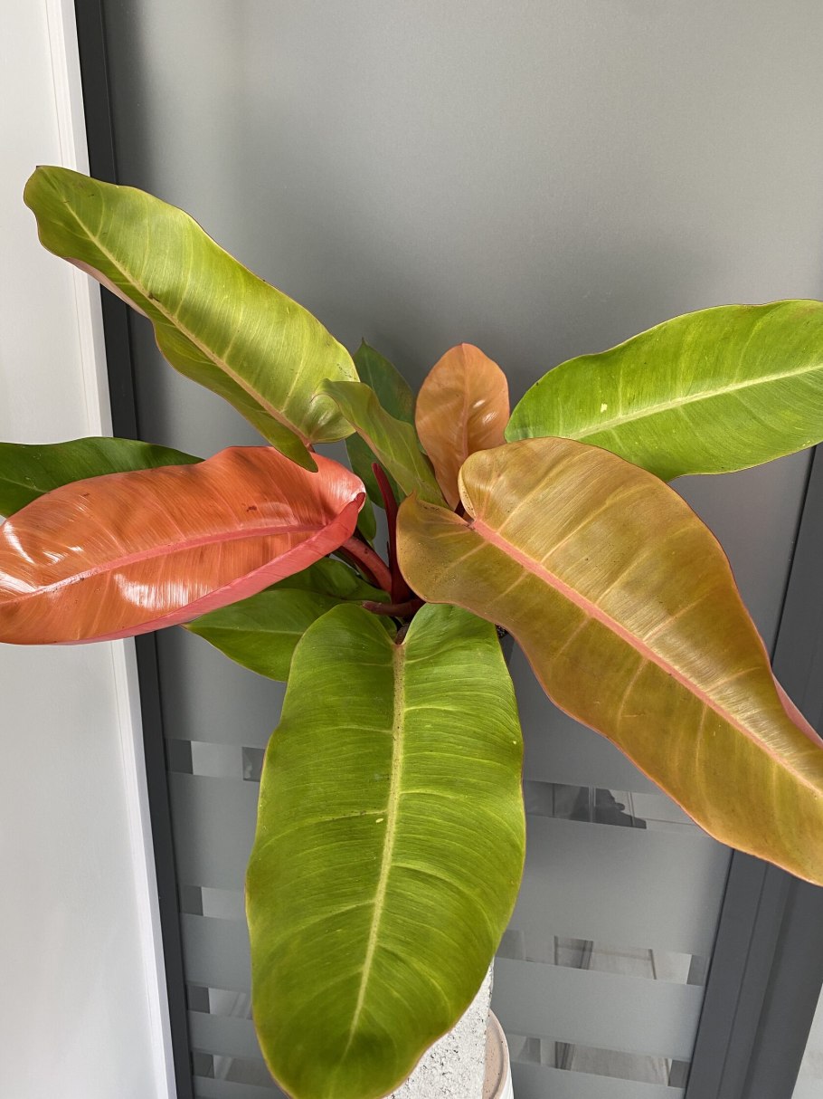 Как пересадить Принс оранж