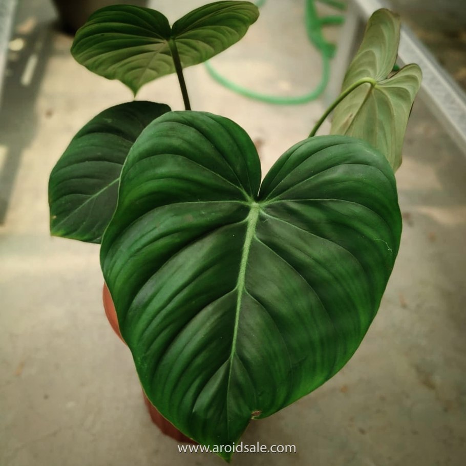 Биллитау оранж