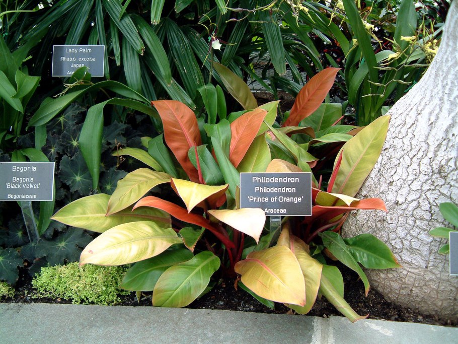 Филодендрон Сиам оранж