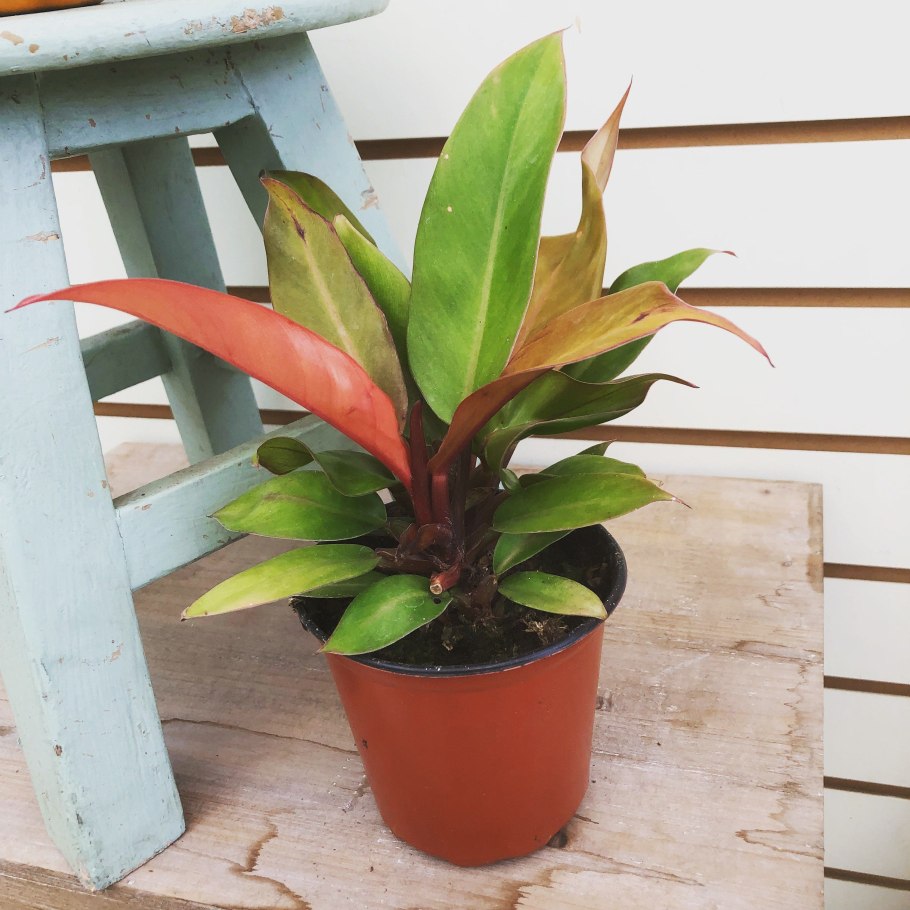 Филодендрон оранж Джус