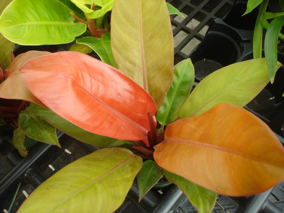 Филодендрон Сиам оранж
