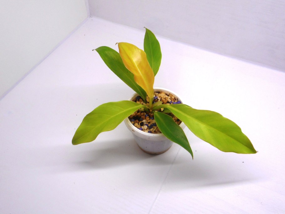 Филодендрон Санлайт оранж.