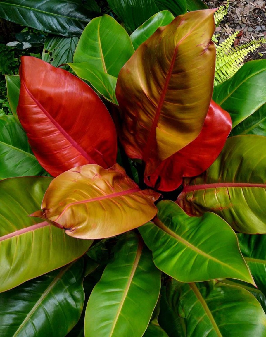 Филодендрон Уайт мажор