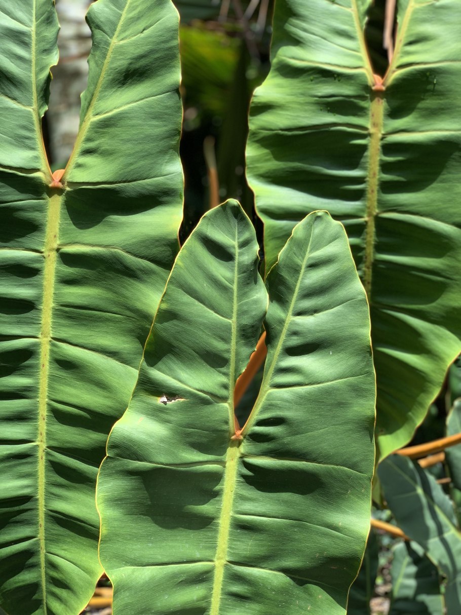 Филодендрон с оранжевыми листьями